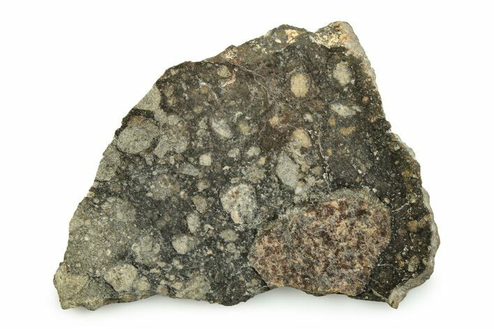 Polished Eucrite Meteorite ( g) Slice - Africa #247016